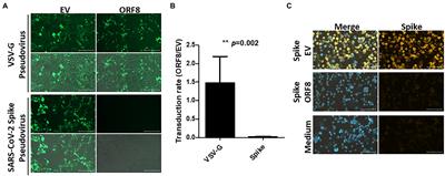 The ORF8 Protein of SARS-CoV-2 Modulates the Spike Protein and Its Implications in Viral Transmission